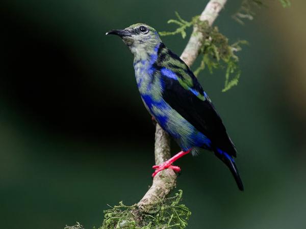 <h3><a href="/trips/costa-rica/biota/animalia/chordata/aves/040 passeriformes/127 thraupidae/cyanerpes cyaneus/cyanerpes cyaneus-nl.html">Cyanerpes&nbsp;cyaneus</a> / Red‑legged&nbsp;honeycreeper / Blauwe&nbsp;suikervogel</h3>OM-1 met OLYMPUS M.150-400mm F4.5, 1/1250 sec  bij F4.5, ISO 10000